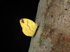 Eurema blanda