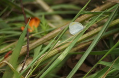 Eurema elathea
