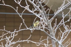 Chloris sinica minor