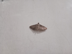 Spilomelinae