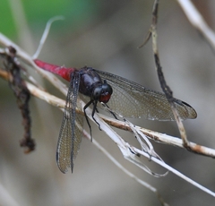 Orthetrum schneideri