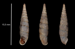 Macrogastra attenuata