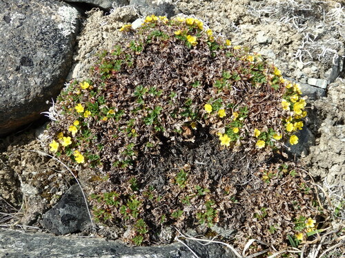 Image of Potentilla elegans by no rights reserved