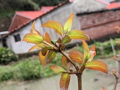 Cephalanthus tetrandra