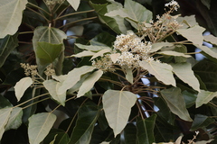 Aleurites moluccanus