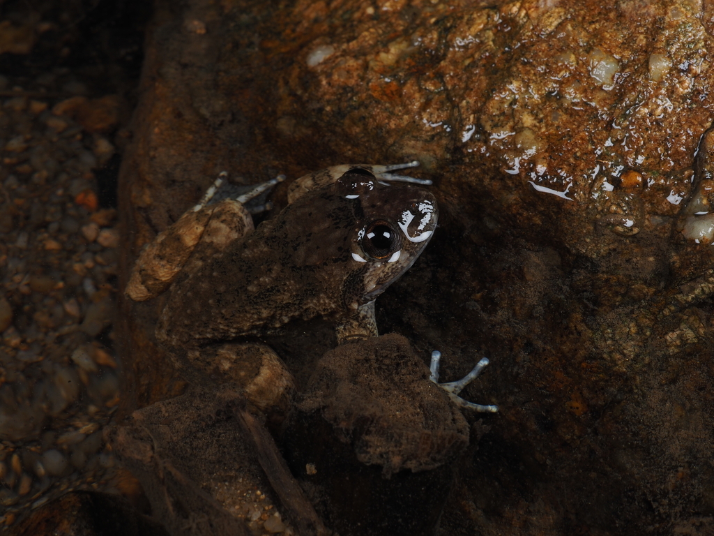 Fragile wart frog in February 2023 by Zhang Xiaofeng · iNaturalist