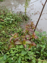 Cephalanthus tetrandra