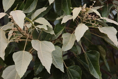 Aleurites moluccanus