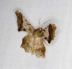 Krananda oliveomarginata