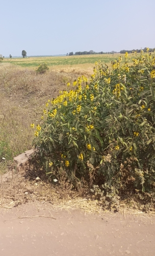 Peanut-Butter Cassia
