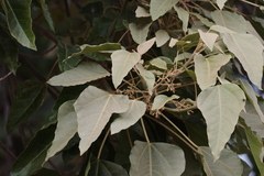 Aleurites moluccanus
