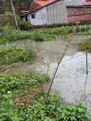 Cephalanthus tetrandra