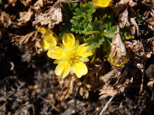 Image of Potentilla elegans by no rights reserved