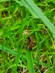 Hymenoptera