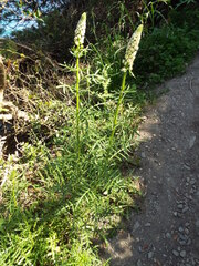 Reseda alba