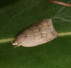 Scythropiodes