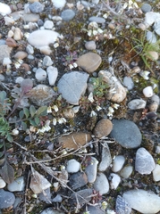 Draba verna boerhaavii