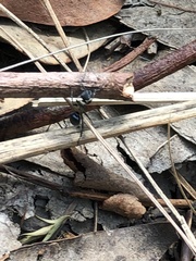 Polyrhachis ornata