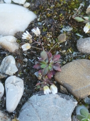 Draba verna boerhaavii