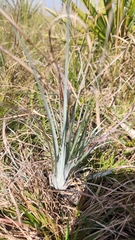 Andropogon virginicus