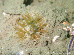 Actinia equina