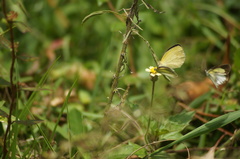 Eurema elathea