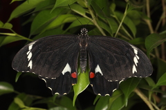 Papilio aegeus aegeus