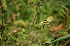Eurema elathea
