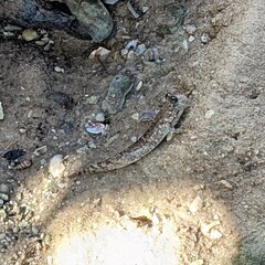 Periophthalmus argentilineatus