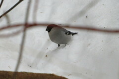 Pyrrhula pyrrhula cineracea