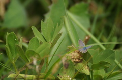 Hemiargus hanno