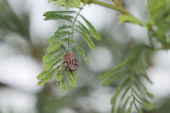Oxymerus