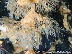 Bugulina stolonifera