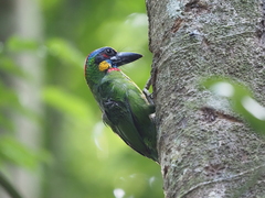 Psilopogon rafflesii