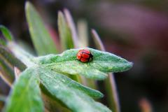 Oenopia sexareata