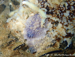 Doris verrucosa