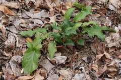 Arum italicum