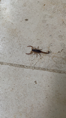 Centruroides vittatus