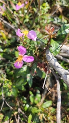 Rhexia mariana mariana