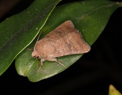 Athetis stellulata