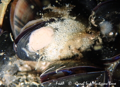 Halichondria bowerbanki