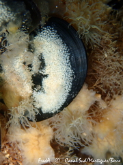 Halichondria bowerbanki