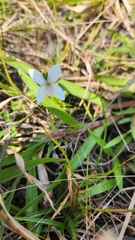 Viola lanceolata