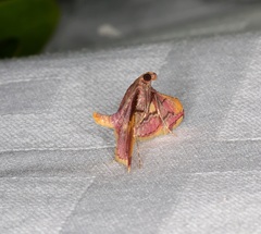 Endotricha olivacealis