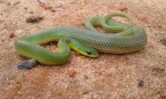 Erythrolamprus viridis