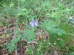 Geranium pseudosibiricum