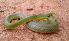 Erythrolamprus viridis