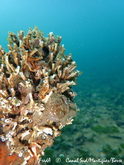 Molgula manhattensis