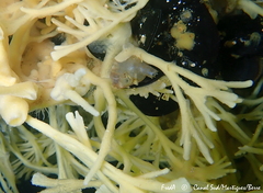 Molgula manhattensis