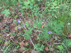 Geranium pseudosibiricum